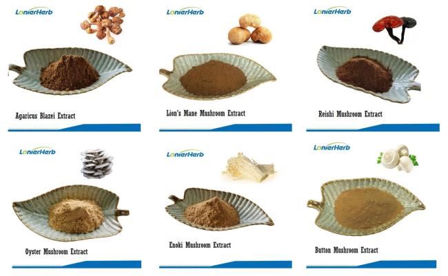 Mushroom Extract Mushroom Extract