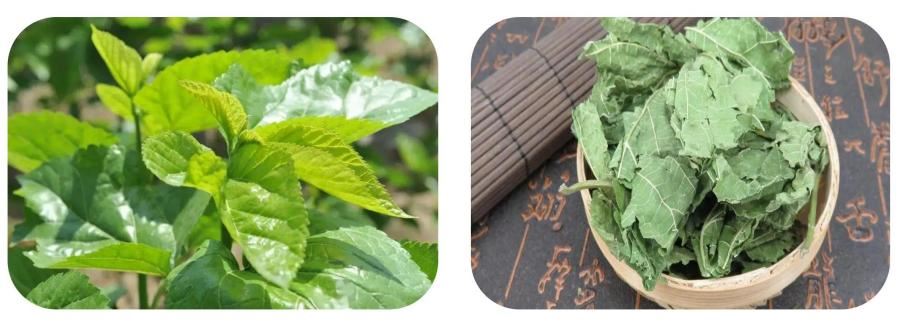 Mulberry Leaf Extract