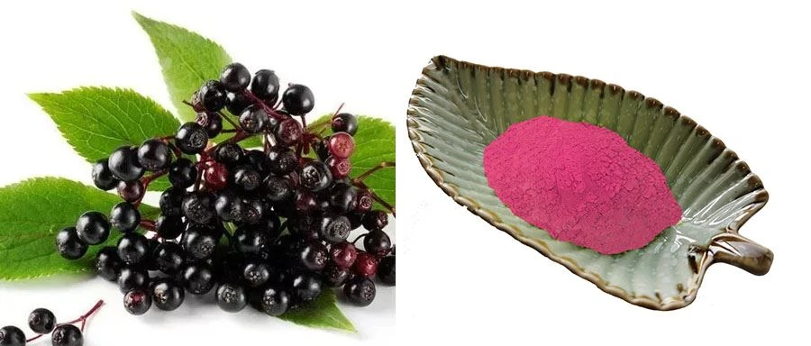 Elderberry Fruit Powder