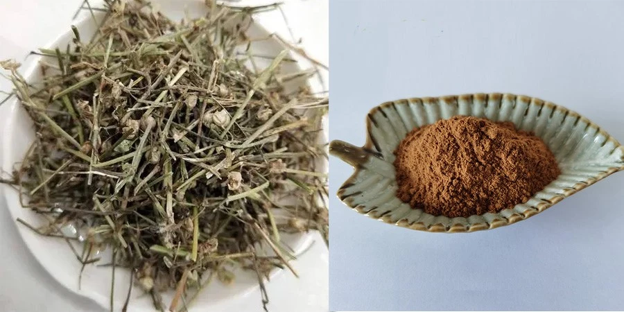Hedyotis Extract suppliers Hedyotis Extract suppliers